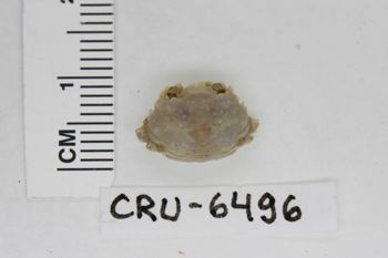 Media type: image;   Invertebrate Zoology CRU-6496 Description: Preserved specimen.;